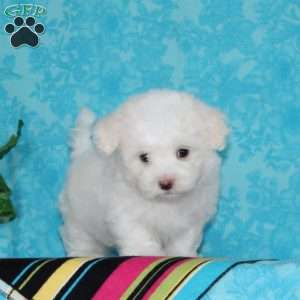 Joseph, Maltipoo Puppy